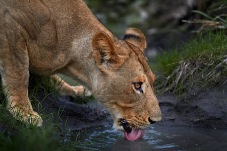 Foto de León drik agua del estanque, Zambia. Detalle de primer plano retrato de animal peligroso. Gato salvaje de África. Día caluroso en la naturaleza, vida silvestre. - Imagen libre de derechos