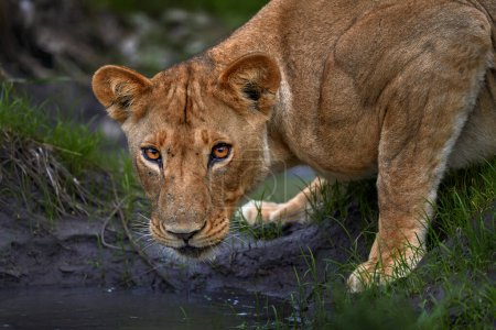 Téléchargez les photos : Lion égoutte l'eau de l'étang, Zambie. Gros plan détail portrait de danger animal. Chat sauvage d'Afrique. Journée chaude dans la nature, la faune. - en image libre de droit