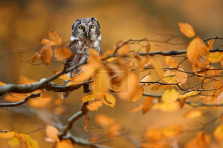 Téléchargez les photos : Faune d'automne. Hibou caché dans les feuilles d'orange. Hibou boréal aux grands yeux jaunes dans la forêt d'automne en Europe centrale. Portrait détaillé de l'oiseau dans l'habitat naturel, Slovaquie. - en image libre de droit