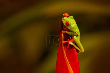 Photo for Wildlife Costa Rica. Red-eyed Tree Frog, Agalychnis callidryas, animal with big red eyes, in nature habitat, Costa Rica. Frog from Panama. Exotic animal from central America, red heliconia flower. - Royalty Free Image