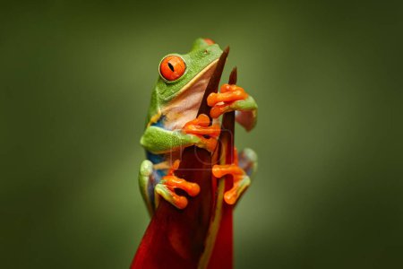 Photo for Nature Costa Rica. Red-eyed Tree Frog, Agalychnis callidryas, animal with big red eyes, in the nature habitat, Costa Rica. Beautiful frog in forest, exotic animal from central America. Wildlife. - Royalty Free Image