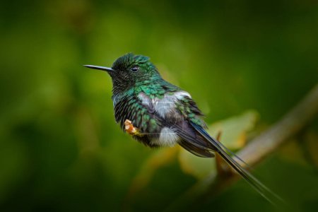 Foto de Vida Silvestre Costa Rica, pájaro verde. Bonito colibrí verde Thorntail, Discosura conversii con vegetación verde, La Paz, Costa Rica. Observación de aves en América Central. - Imagen libre de derechos