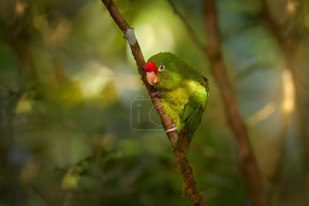 Téléchargez les photos : Perruche à front pourpre, Aratinga funschi, portrait de perroquet vert clair à tête rouge, Costa Rica. Scène animalière de la nature tropicale. Oiseau dans l'habitat. - en image libre de droit