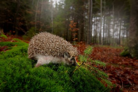 Photo for Autumn wildlfie. Autumn orange leaves with hedgehog. European Hedgehog, Erinaceus europaeus,  photo with wide angle. Cute funny animal with snipes. Wide angle lens wildlife photography. - Royalty Free Image