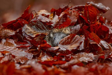Photo for Find the hedgehog in fall red leaves  Autumn wildlife. Autumn orange leaves with hedgehog. European Hedgehog, Erinaceus europaeus,  photo with wide angle. Cute funny animal with snipes. - Royalty Free Image