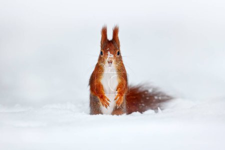 Téléchargez les photos : Écureuil des neiges d'hiver avec grosse queue orange. Modèle pose photo dans la forêt froide d'hiver. Mignon écureuil rouge orange mange une noix dans la scène d'hiver avec de la neige, Allemagne. Nature sauvage. - en image libre de droit