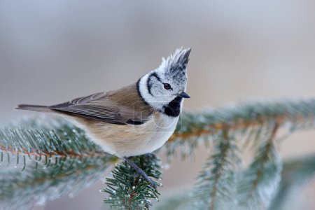 Photo for Crested Tit, cute songbird with grey crest sitting on beautiful green spruce branch with clear green background, nature habitat, France. Wildlife winter scene from nature. - Royalty Free Image