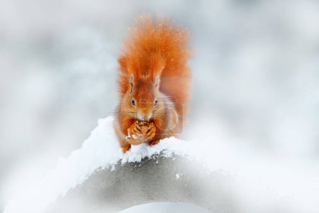Téléchargez les photos : Écureuil avec noix, grosse queue orange. Scène d'alimentation sur l'arbre. Mignon écureuil rouge orange mange une noix dans la scène d'hiver avec de la neige, Allemagne. Nature sauvage. Neige dans la forêt blanche, Europe. - en image libre de droit