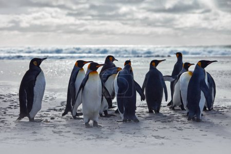 Foto de Colonia de pingüinos, fauna antártica. Grupo de pingüinos rey que regresan de mar a playa con olas y cielo azul en el fondo, Georgia del Sur, Antártida. Cielo azul y aves acuáticas en el Océano Atlántico. - Imagen libre de derechos