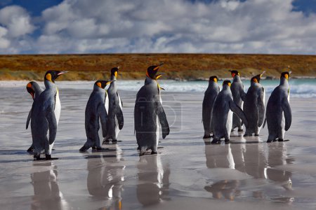 Téléchargez les photos : Colonie de pingouins, faune antarctique. Groupe de manchots royaux revenant de mer à plage avec vague et ciel bleu en arrière-plan, Géorgie du Sud, Antarctique. Ciel bleu et oiseaux d'eau dans l'océan Atlantique. - en image libre de droit