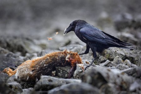 Raven with dead European hare, carcass in the rock stone forest. Black bird with head on the the forest road. Animal behaviour, feeding scene in Germany, Europe. Bird with kill.