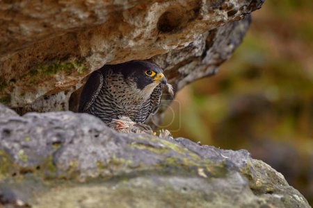 Photo for Peregrine Falcon sitting on the rock with caught bird. Bird of prey sitting on the stone with forest in the background. Wildlife scene from nature. - Royalty Free Image