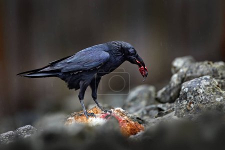 Cuervo con liebre europea muerta, cadáver en el bosque de piedra. Pájaro negro con cabeza en el camino del bosque. Comportamiento animal, escena de alimentación en Alemania, Europa. Pájaro con matar.