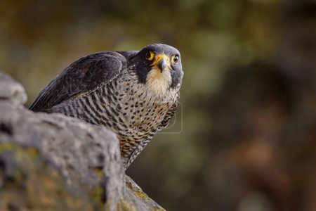 Téléchargez les photos : Faucon pèlerin assis sur le rocher avec oiseau capturé. Oiseau de proie assis sur la pierre avec forêt en arrière-plan. Scène animalière de la nature. - en image libre de droit