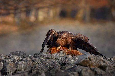 Photo for Bird behaviour, nature wildlife. Golden Eagle, Aquila chrysaetos, feeding on killed Red Fox high on the stone in the mountains. - Royalty Free Image