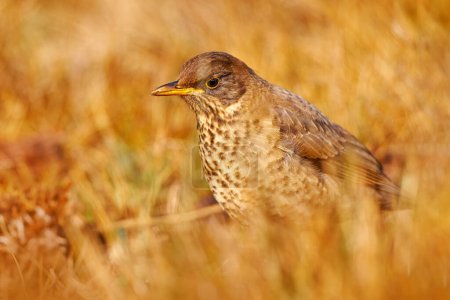 Photo for Bird on grass, evening sunset. Falkland Thrush, Turdus falcklandii falcklandii, brawn bird withs, animal in the nature habitat, nesting season, Falkland Islands. - Royalty Free Image