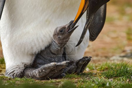 Foto de Joven pingüino rey mendigando comida junto al pingüino rey adulto, Malvinas. Recién nacido, nacen. Huevo con pájaro joven, nido. Retrato de cerca de Deatail. Vida silvestre Antártida. - Imagen libre de derechos