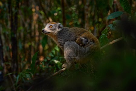 Foto de Eulemur coronatus, Lémur coronado, pequeño mono con cachorro de bebé joven en el abrigo de piel, hábitat natural, Madagascar. Lemur en el bosque naturaleza, vida silvestre. - Imagen libre de derechos