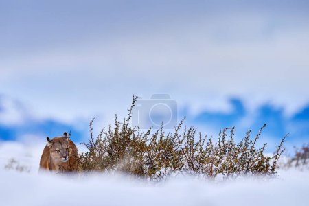 Foto de Puma en invierno montaña de nieve. Naturaleza silvestre en Torres del Paine NP en Chile. Invierno con nieve en Patagonia. Cougar en el paisaje salvaje. - Imagen libre de derechos