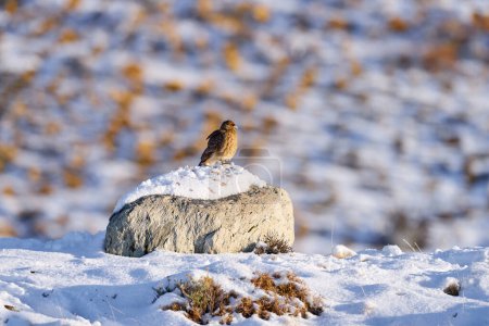 Photo for Chimango caracara, Phalcoboenus chimango, birds of prey sitting on the stone with stone. Wild chimango hawk in the nature habitat, Torres del Pine NP in Chile. Animal in winter condition with snow, sunny day. - Royalty Free Image