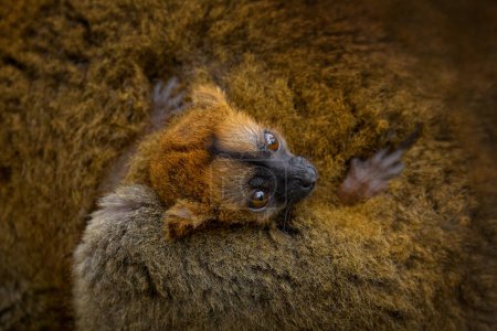 Téléchargez les photos : Eulemur coronatus, lémurien couronné, petit singe avec un petit ourson en fourrure, habitat naturel, Madagascar. Lémurien dans la forêt nature, faune. - en image libre de droit