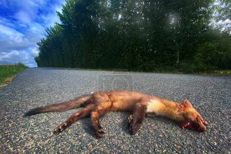 Photo for Tarmac road accident crach with cute brown fur coat animal. Dead  european pine marten on the roadway, danger risk in nature near the town. Down hit mammal near the forest. - Royalty Free Image