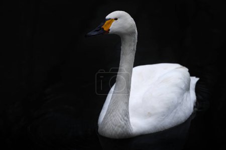 Photo for Bewicks tundra swan, Cygnus columbianus bewickii, white goose bird on the dark river, Germany in Europe. Bird in the black water. - Royalty Free Image