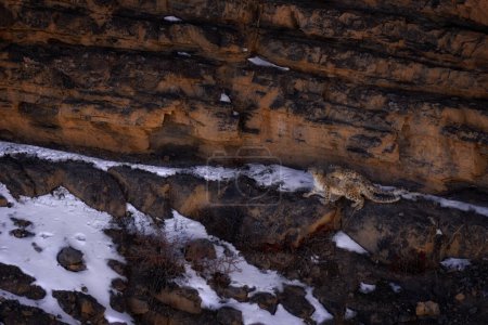 Téléchargez les photos : Lutte de léopard des neiges, Panthera uncia dans l'habitat rocheux, nature sauvage. Deux léopards des neiges sur le rocher en hiver, assis dans la nature pierre rocheuse habitat de montagne, Spiti Valley, Himalaya en Inde. - en image libre de droit