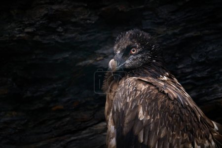 Gros plan portrait d'un bel oiseau de montagne, en Europe, assis sur le nid dans un rocher de pierre. Vautour barbu, Gypaetus barbatus, portrait détaillé d'oiseaux de montagne rares dans un habitat rocheux en Espagne - jeunes. 