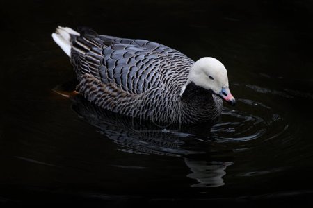 Ganso emperador, Anser canagicus, gran pato en el agua, Condado de Kodiak Island, Alaska, EE.UU. Pájaro de aguas grises blancas en el mar océano. Animal en el hábitat, vida silvestre natire. Observación de aves en Alaska, Estados Unidos.