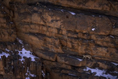 Schneeleopard Panthera uncia im Felsen-Habitat, wilde Natur. Schneeleopard auf dem Felsen im Winter, sitzend in der Natur Stein felsigen Berg Lebensraum, Spiti Valley, Himalaya in Indien. 