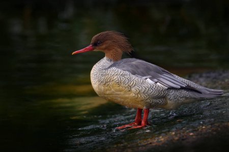 Photo for Scaly-sided Merganser, Mergus squamatus, duck bird with brown head and red bill, China. Merganser in the water habitat, near the water. Nature wildlife. Travel in Asia. - Royalty Free Image