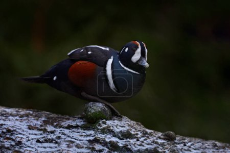 Photo for Harlequin duck, Histrionicus histrionicus, blue red white water bird in the nature habitat, snow on the USA coast. Harlequin duck in the nature habitat. Wildlife nature. - Royalty Free Image