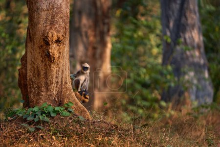 Malabar Sacred Langur, Semnopithecus hypoleucos, mono gris en el hábitat natural. Langur en el bosque seco, luz de la noche en los árboles, Kabibi Nagarhole NP en la India. Asia, vida silvestre natural.