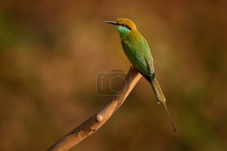 Little Green Bee-eater, Merops orientalis, exotic green and yellow rare bird from India. Beautiful bird from Kabini Nagarhole NP in India. Green blue bird sitting on the branch, evening sunset light. 
