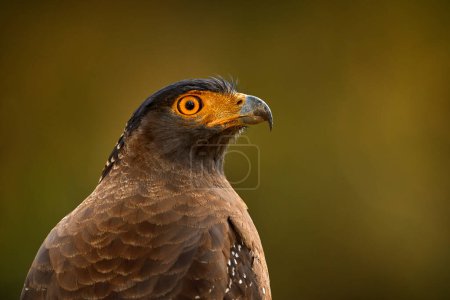Photo for Crested Serpent-Eagle, Spilornis cheela, perched in the forest environment, looking for prey. Wildlife photography in Kabini Nagarhole NP in India. Art view on nature. - Royalty Free Image