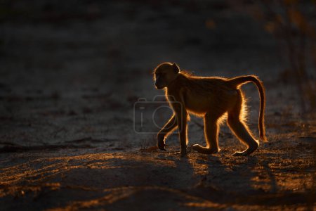 Afrika Hintergrundbeleuchtung Sonnenuntergang. Chacma Pavian, Papio ursinus, Affe aus Moremi, Okavango Delta, Botswana. Affen füttern Früchte in grüner Vegetation. Wilde Natur in Afrika. Wilde Säugetiere im natürlichen Lebensraum