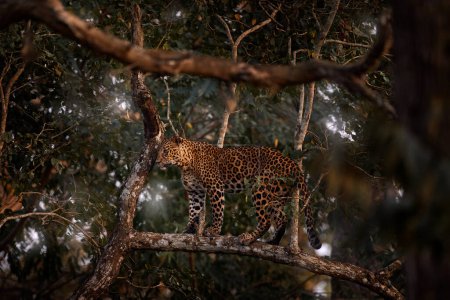 Foto de India fauna, leopardo en el árbol en el bosque. Leopardo indio, Panthera pardus fusca, en el hábitat natural, Kabini Nagarhole NP en la India. Gran gato en Asia. Tarde en la naturaleza, descanso relajación. - Imagen libre de derechos