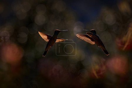 Téléchargez les photos : Talamanca admirable colibri, Eugenes spectabilis, portrait de bel oiseau avec lumière du soir. Scène animalière de la nature. Coucher de soleil avec des colibris à la mouche. Tapant NP, Costa Rica. Faune. - en image libre de droit