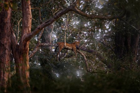 Foto de India fauna, leopardo en el árbol en el bosque. Leopardo indio, Panthera pardus fusca, en el hábitat natural, Kabini Nagarhole NP en la India. Gran gato en Asia. Tarde en la naturaleza, descanso relajación. - Imagen libre de derechos