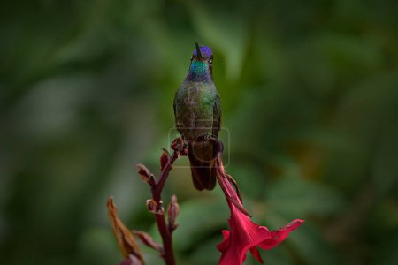Photo for Costa Rica nature. Talamanca hummingbird, Eugenes spectabilis, flying next to beautiful orange flower with green forest in the background, Savegre mountains, Costa Rica. Bird fly in wildlife. - Royalty Free Image