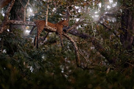 Foto de Leopardo en el árbol en el bosque. Leopardo indio, Panthera pardus fusca, en el hábitat natural, Kabini Nagarhole NP en la India. Gran gato en Asia. Tarde en la naturaleza, descanso relajación. India fauna silvestre. - Imagen libre de derechos