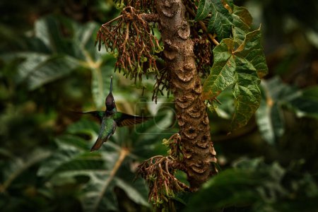 Colibri dans l'habitat forestier. Costa Rica faune. Colibri Talamanca, Eugenes spectabilis, volant à côté d'une belle fleur orange avec forêt verte en arrière-plan, montagnes Savegre.