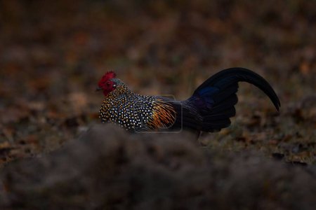 Grey Junglefowl, Gallus sonneratii, bird in the nature habitat, Kabini Nagarhole NP in India. Cock witih long tail and red head. Hen in the forest, nature wildlife. Birdwatching in Asia.