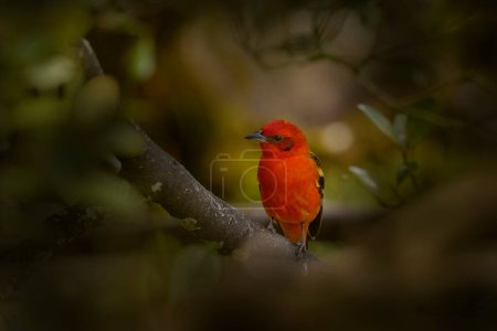 Vogelbeobachtung in Costa Rica. Orangener Vogel Flammenfarbener Tanager, Piranga bidentata tropischer Vogel aus Savegre, Costa Rica. Roter orangefarbener Vogel im natürlichen Lebensraum. Reisen nach Cetral America.