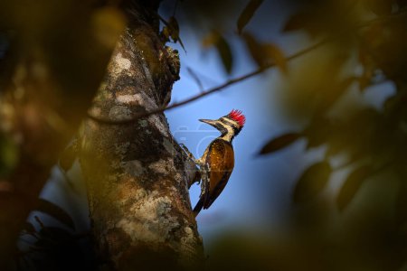 Pájaro carpintero de cresta roja en el árbol en el hábitat natural. Flameback, Dinopium benghalense, tronco de árbol con cielo azul, Kabini Nagarhole en la India. Observación de aves en la India.  