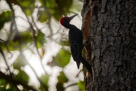 Pic à ventre blanc, Dryocopus javensis, grand oiseau noir à crête rouge dans l'habitat naturel. Pic sur le tronc d'arbre dans la nature, Nagarhole NP en Inde. Oiseaux d'Asie, faune.