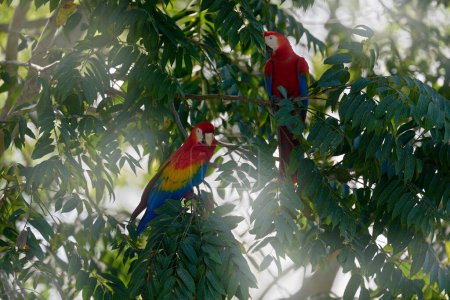 Téléchargez les photos : Nature au Costa Rica. Mascaw perroquet rouge sur l'arbre avec de grandes feuilles. Scarlet Macaw, Ara macao, oiseau assis sur la branche, rivière Tarcoles, Costa Rica. Scène animalière - en image libre de droit