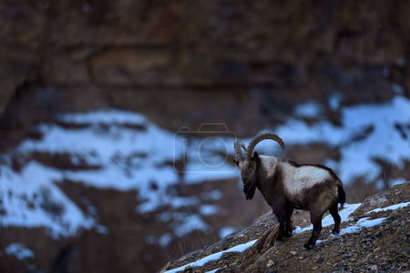 Téléchargez les photos : Bouquetin de l'Himalaya, Capra ibex sibirica, chèvre sauvage dans l'habitat naturel de montagne rocheuse, vallée de Spiti à Hamalayas, Inde. Bouquetin dans l'habitat naturel, état hivernal de la neige en Indoa. Nature Faune. - en image libre de droit
