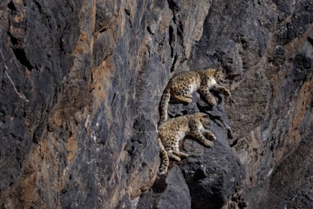 Photo for Snow leopard sleeping on the rock ledge, wild cat in the moutains habitat. Snow leopard on the rock in winter, sitting in the nature stone rocky mountain habitat, Spiti Valley, Himalayas in India. - Royalty Free Image